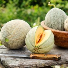 50 HONEY ROCK MELON SEEDS NON-GMO FRESH HARVEST FOR GARDENS