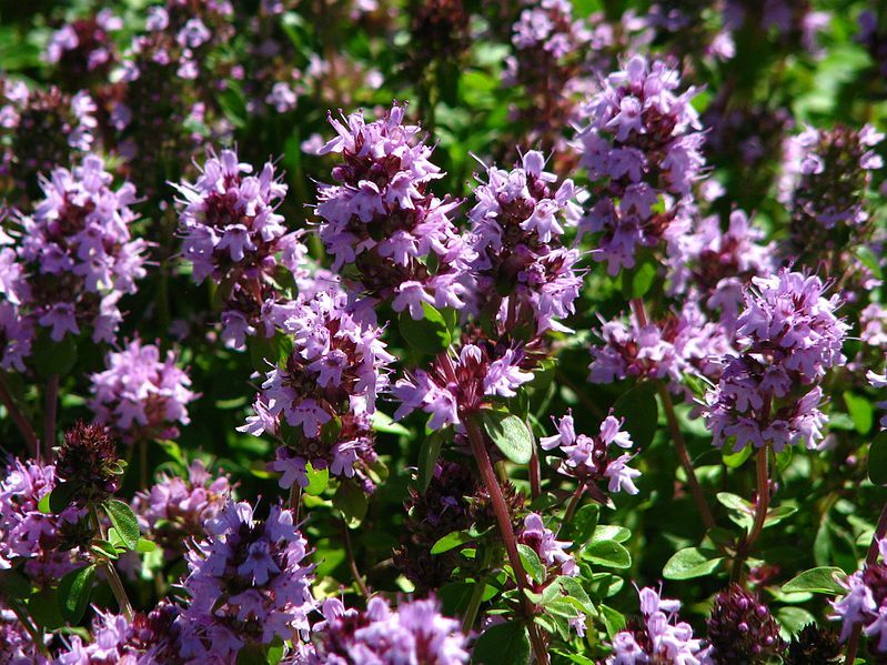 Zitronen-Thymian - Zitronengeruch Thymus baeticus
