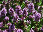 Thyme Lemon Tree - Scent Lemon Thymus Baeticus - 200 Seeds