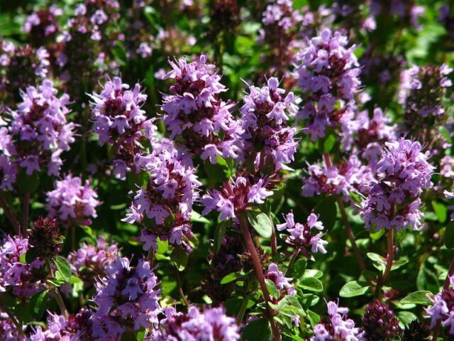 Thym Citronniers - Odeur Citron Thymus Baeticus - 500 Graines Thym Citronniers - Odeur Citron Thymus Baeticus - 500 Graines