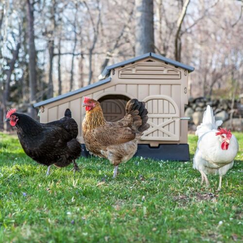 Snap Lock Formex Chicken Coop, 2 sizes - Picture 40 of 48