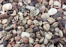 Tiny Assorted Seashell Mix For Crafts approx. 1 cup 750 shells 0.25 inches