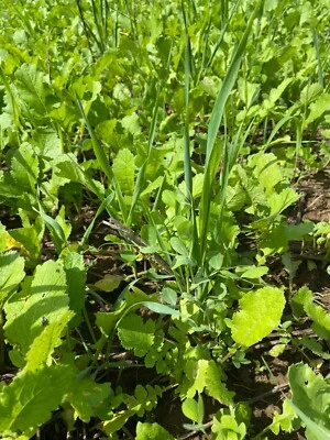 HALE HABITAT & SEED Fall Buffet Food Plot Seed - Peas, Rye, Oats, Clover, Radish, Turnips, Chicory