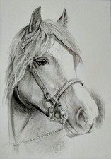 ACEO horse watercolor pencil 3,5