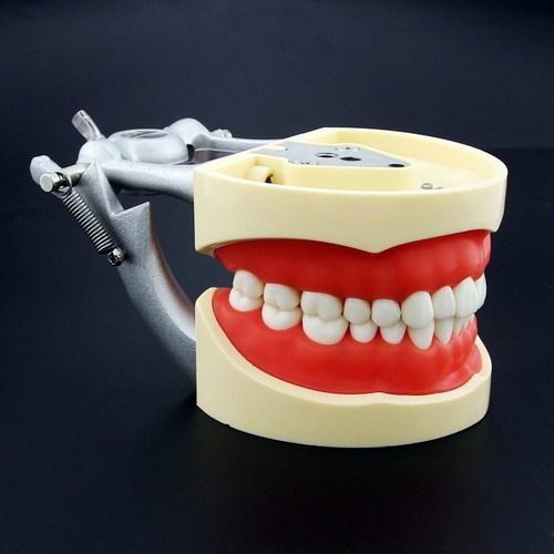 Tipo tipodonte dental Kilgore Nissin 200 modelo 32 piezas dientes extraíbles con tornillos - Imagen 70 de 87
