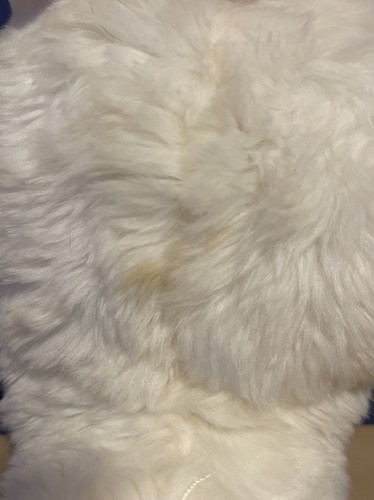 The Secret Life Of Pets 2 "Gidget" 9" Plush Brand New w/tags - Picture 4 of 17