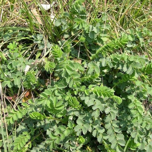 Pimpinella da Insalata - Sanguisorba minor - Salad Burnet 50+ semi seeds F 147 - Photo 1/1