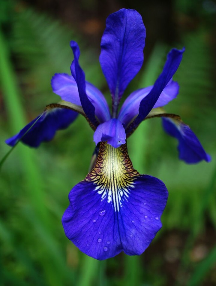 Blaue Iris winterhart mehrjährig * Blumen Zwiebeln