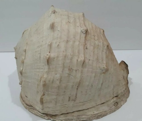 Large Antique Conch Shell Beautiful Decor Bring the ocean to you Ultra Rare Size - Picture 9 of 12