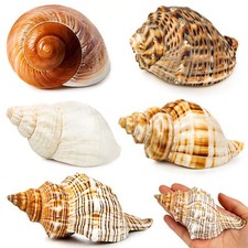 5PCS Extra Large Hermit Crab Shells Natural Sea Conch Size 3" - 4.7", Opening