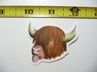 HIGHLAND COW CATTLE TEEN TONGUE OUT SMALL STICKER DECAL FARM RANCH LIVESTOCK