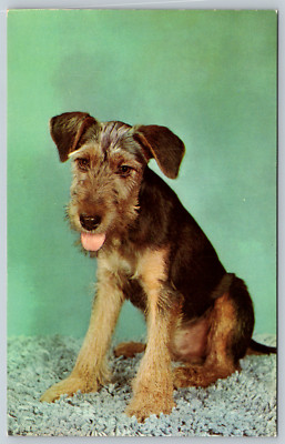 c1960s Sad Sack Dog Puppy Vintage Postcard