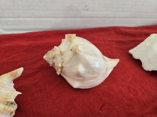 Large Natural Seashells - Nautical, Beach, Seaside Decoration FREE SHIPPING - Picture 3 of 14