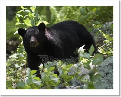 American Black Bear Art Print Home Decor Wall Art Poster F