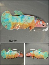 Female Betta Live Fish - Koi Candy Galaxy HMPK - DW57 - For Sorority - Breeding