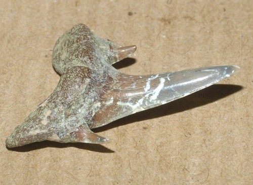 Campanian age shark tooth Scapanorhynchus perssoni. Saratov region, Russia - Picture 11 of 12