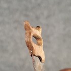 Picture 5 of 8