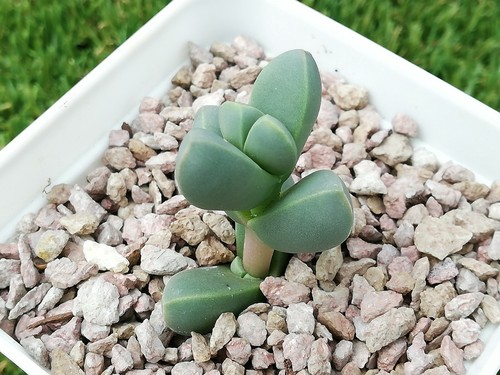 Ice Plant *Cutting* 3cm diameter Corpuscularia lehmannii succulent - 第 7/12 張圖片