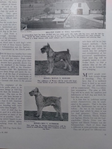 1925 American Kennel Gazette und Zuchtbuch Schnauzers Artikel Windhundeinband - Bild 10 von 14