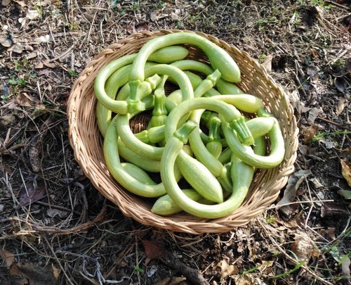 Tromboncino Squash Seeds | Italian Zuchetta Cucuzzi Snake Gourd Bottle Seed 2025 - Picture 8 of 12