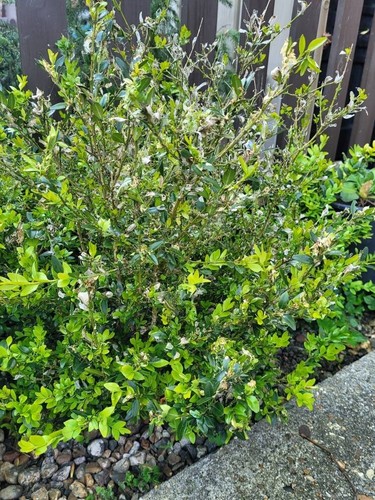 ORGANIC BOX BUXUS CATERPILLAR MOTH CONTROL BOXWOOD TREATMENT (XenTari) – 2 CLASS - Picture 7 of 7