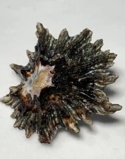 Formosa/SEASHELL/Scutellastra longicosta 35mm.South Africa