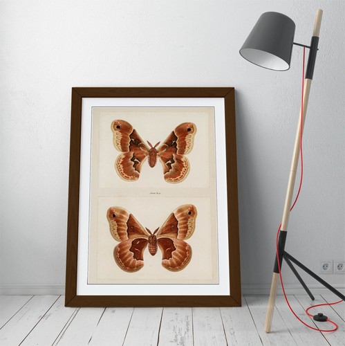 PROMETHEA SILKMOTH VINTAGE ILLUSTRATION -FRAMED WALL ART PAPER PRINT POSTER - Picture 5 of 10