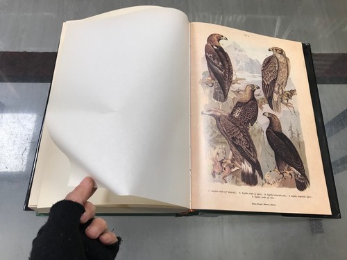 Atlante ornitologico. Uccelli europei - Ettore Arrigoni Degli Oddi - 1985 - Foto 16 di 24