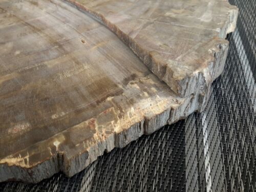 Fossilie Versteinertes Holz Baumscheibe sehr groß ca. 4,8 kg - Bild 3 von 9