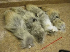 Tanned Coyote Tail # 2 Red Tag