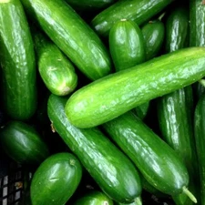 Eureka Cucumber Seeds for Planting (50 Seeds)