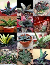 COLOR GASTERIA MIX @j@ rare living stones exotic cactus succulents seed 10 seeds
