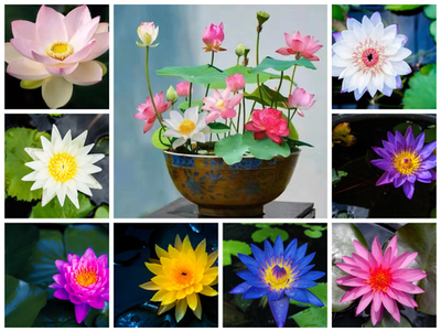 #ad 60 Pcs Mix Bonsai Bowl Lotus Seeds Water Lilys Flower Plant Lotus Seeds $9.99