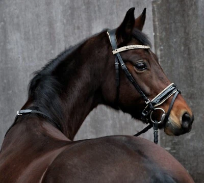 TYSONS BREECHES Snake Leder Trense Umlenkverschnallung ergonomisch Genickaussparung VB WB X Full