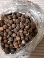 1 lb Of Small Acorns Without The Caps
