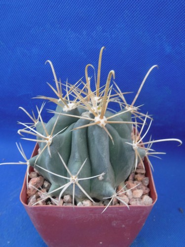 Ferocactus wislizeni "Fishhook Barrel" Cactus YELLOW SPINES/FLOWERS! 3.25" Pot  - Picture 5 of 12