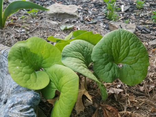 5 Wild Ginger Deep Shade Live Plants Bare Roots Asarum Canadense Ground Cover - Bild 6 von 6