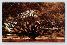 Postcard Texas Rockport TX Goose Island Live Oak Tree 1960s Unposted Chrome