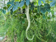10 Snake Gourd Seeds. Organic. USA Seeds. Ships free