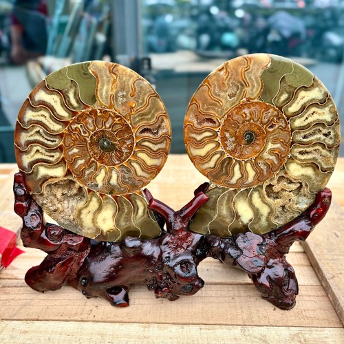 5.51LB Natural agate fossil snail shaped convex round gemstone - Picture 11 of 11