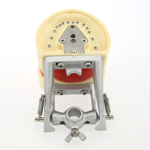 Columbia 860 Dental Typodont Mounting Pole Nissin Kilgore 200 Model 28 32 Teeth - Picture 20 of 99