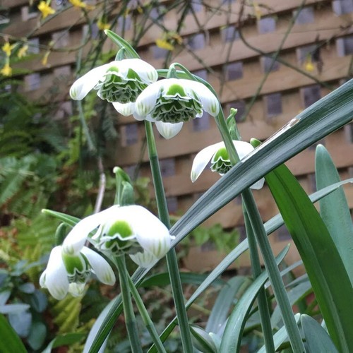 Galanthus Hippolyta - 6 bulbs(bulb size 8 +) - Picture 4 of 5