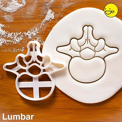 Human Spine cookie cutteranatomical backbone xray anatomy skeleton medical Human Spine cookie cutteranatomical backbone xray anatomy skeleton medical