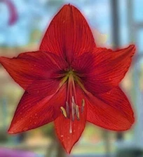 FERRARI AMARYLLIS HIPPEASTRUM Seeds