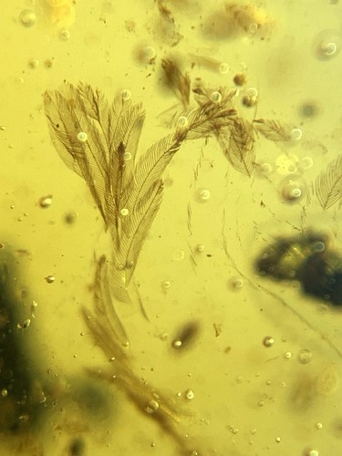 feathers burmite Cretaceous Amber fossil dinosaurs era - Picture 5 of 6