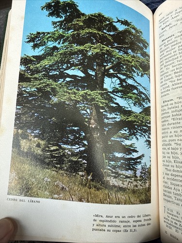 La Santa Biblia Ediciones Paulinas 10 a Edicion 1964 traduzione spagnola Bibbia - Foto 19 di 19