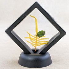 T29b Green Stink Bug Beetle Floating Frame dsply Taxidermy Entomology bug insect