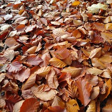 5L Organic Dried Beech Leaves Guinea Pig Reptiles Isopod Bioactive Insects