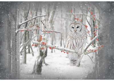 Call of the Wild Panel cotton quilt fabric Hoffman 30x43 Owl