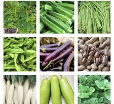 20 Variety (Packets) Asian Vegetable Seeds-Grow Your Own Food! Check Description